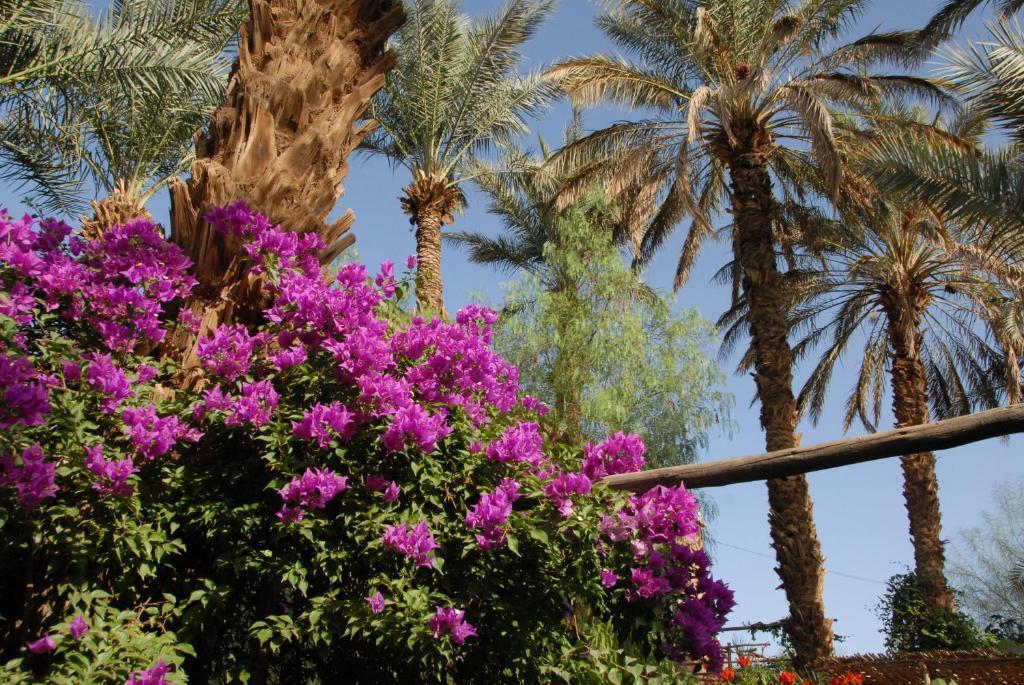 Villa Zagora Ma Villa Au Sahara Exterior foto