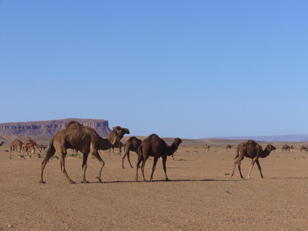 Villa Zagora Ma Villa Au Sahara Exterior foto